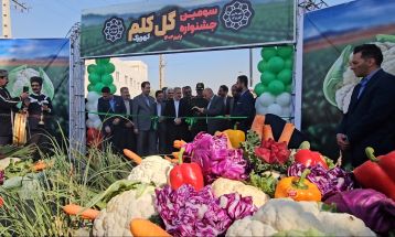 کهریزک قطب تولید گل‌کلم در استان تهران