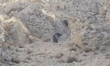 خرس قهوه‌ای در ارتفاعات فیروزکوه مشاهده شد